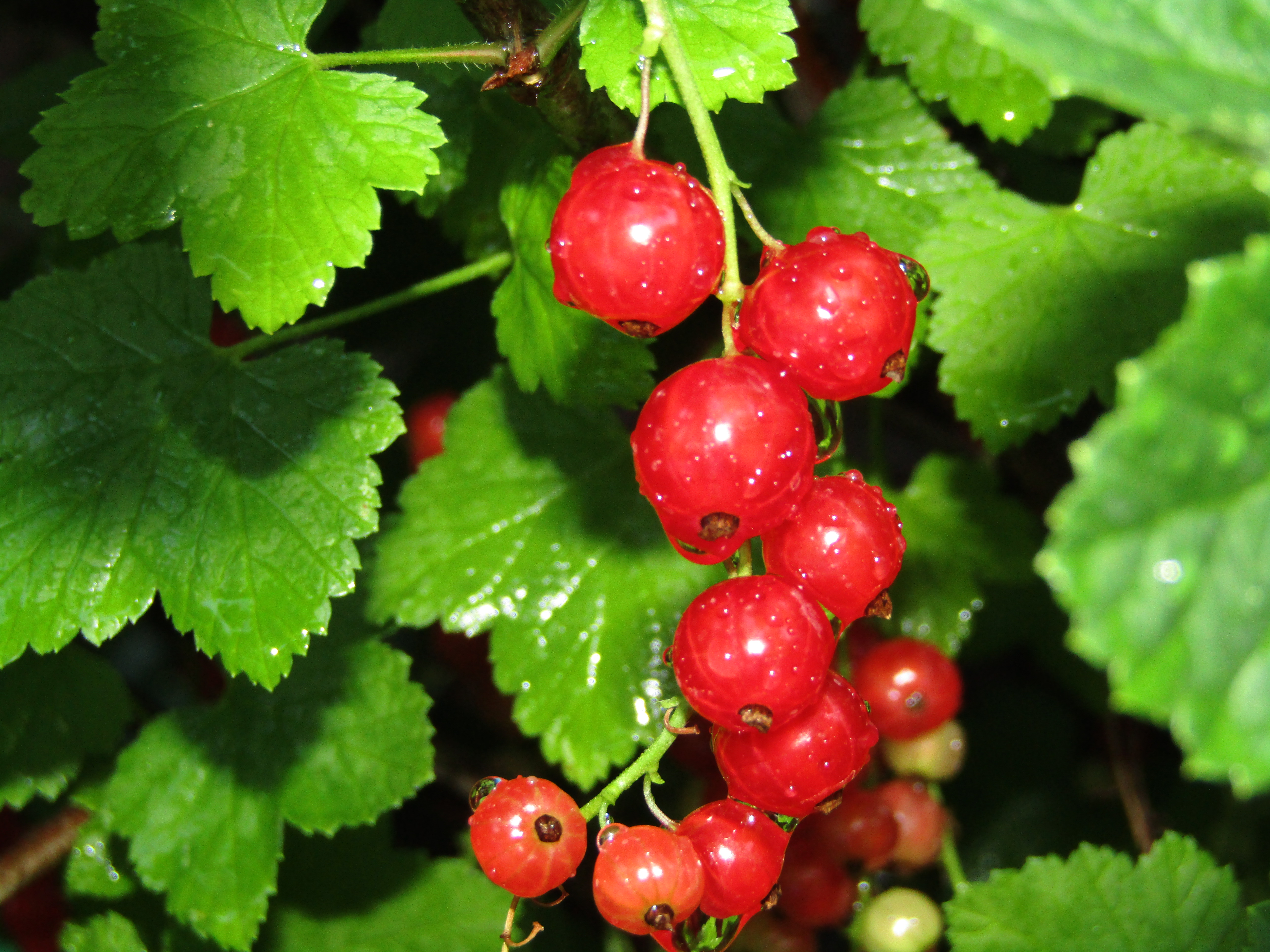 _galerie/Natur/Beeren.jpg