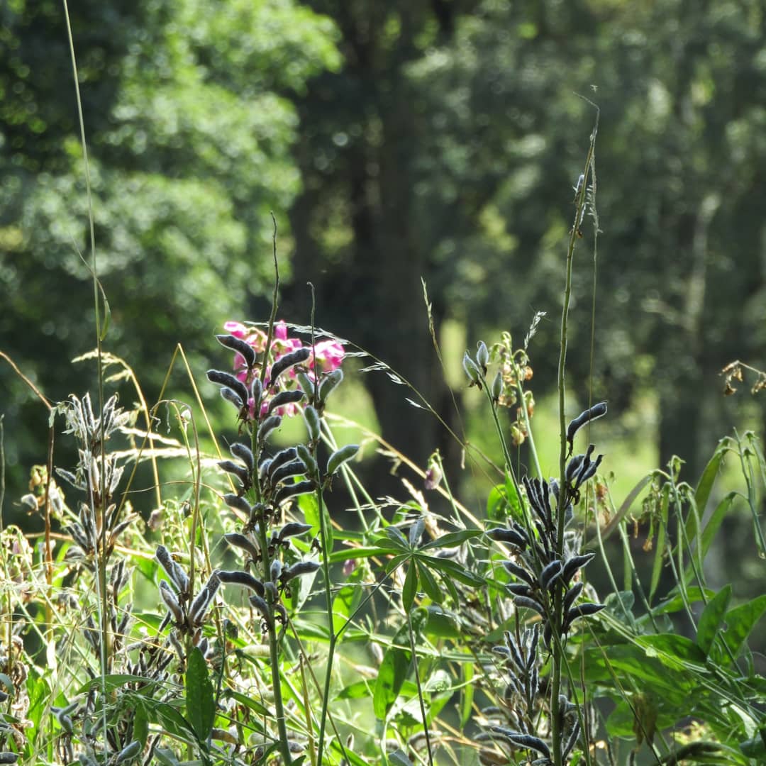 _galerie/Natur/Natur_1.jpg