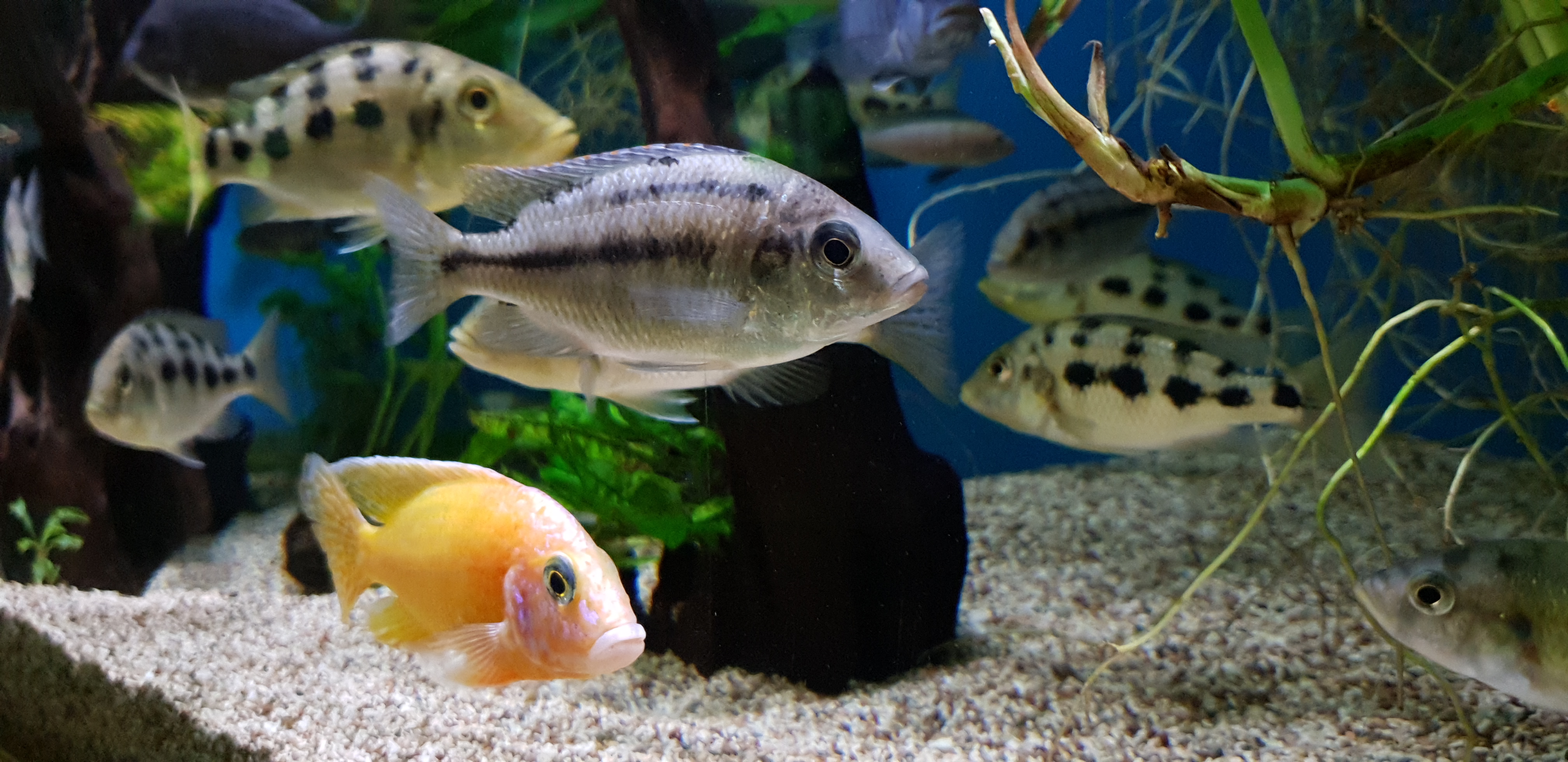 _galerie/Tiere/Fische_1.jpg