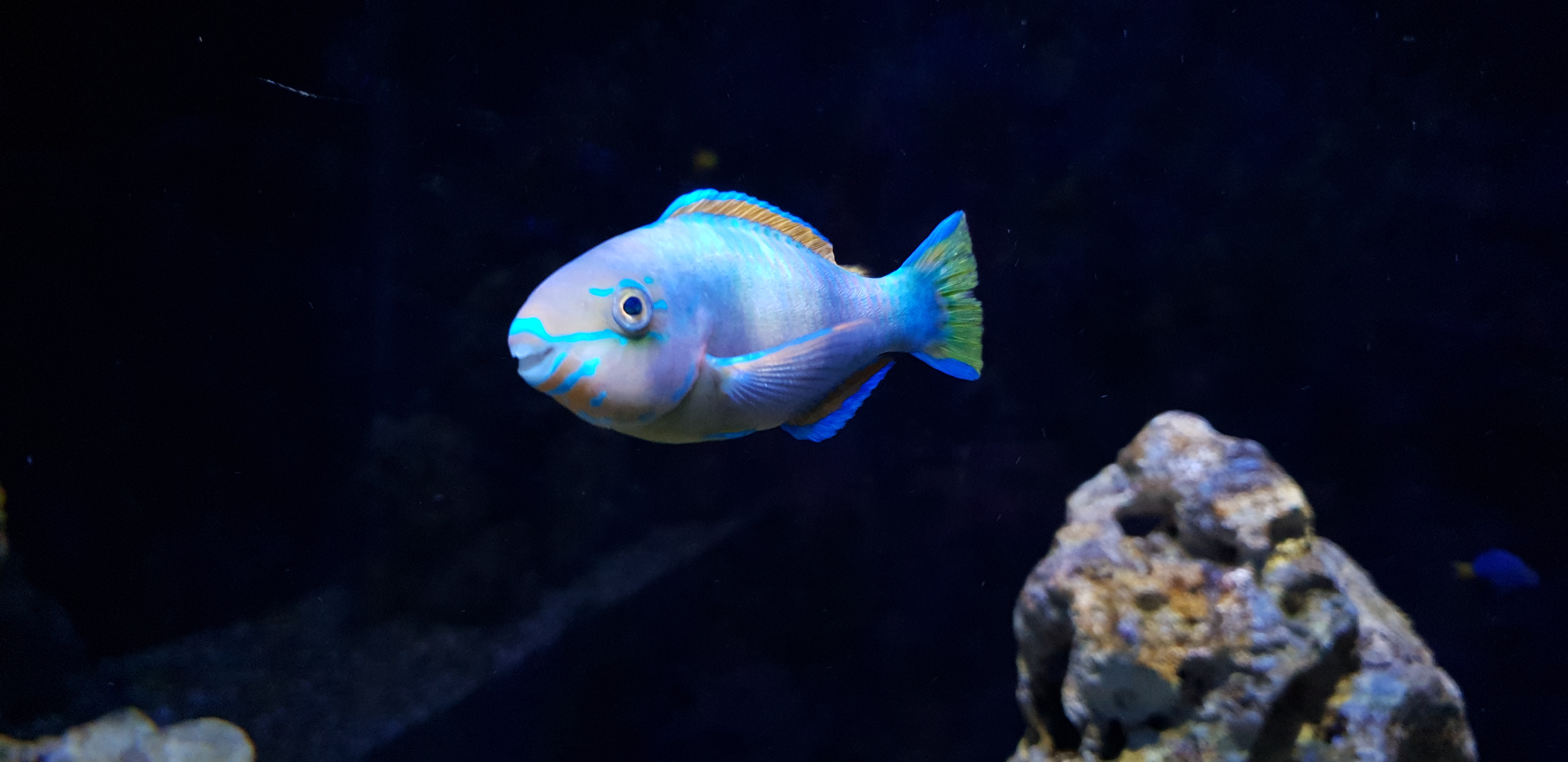 _galerie/Tiere/Fische_2.jpg