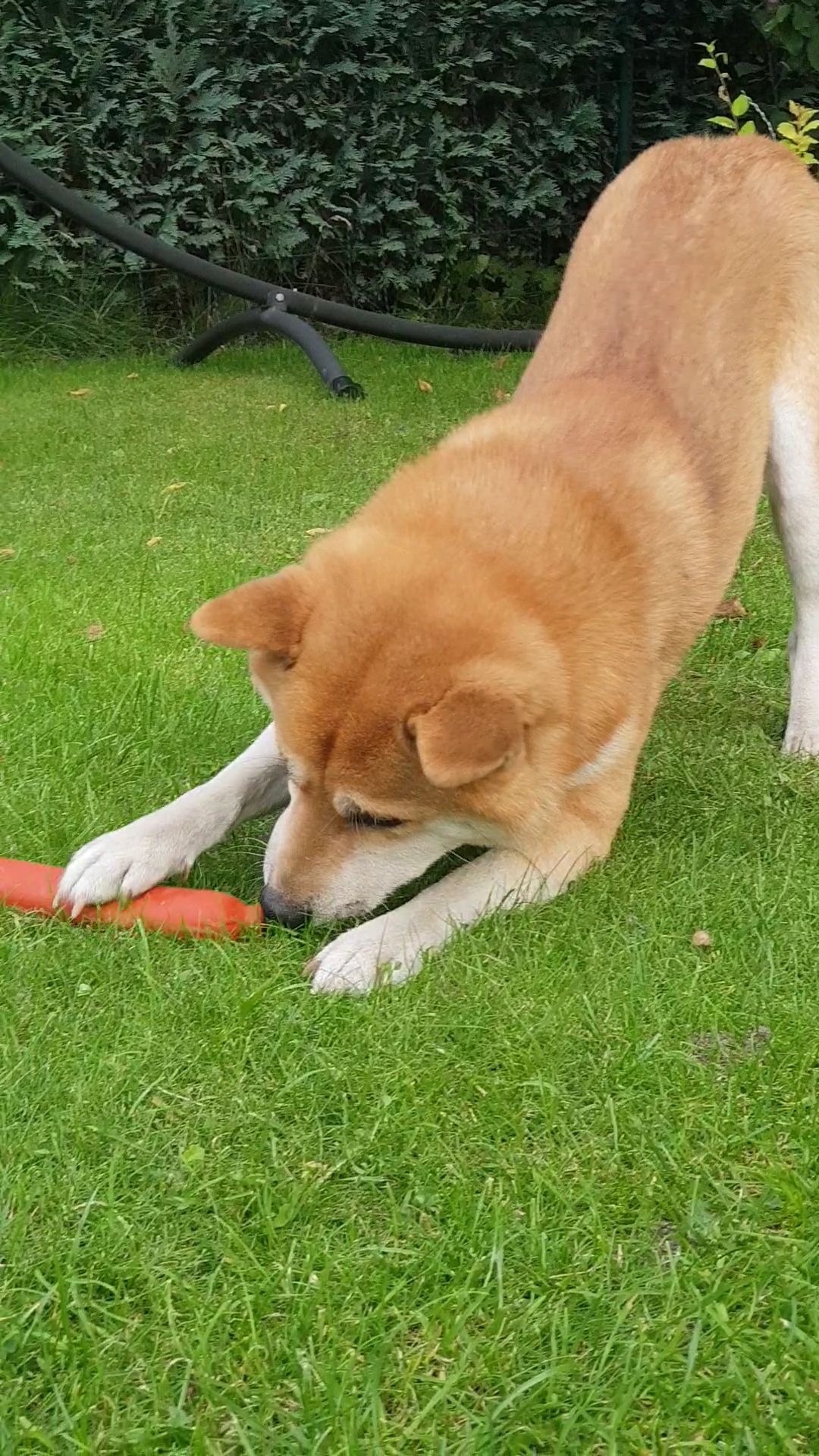 _galerie/Tiere/Lucky_1.jpg
